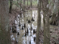 Cedar Knees in Big Thicket